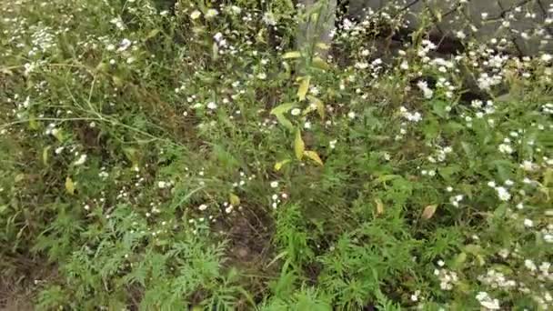 Small White Daisies Many White Daisies Chamomile Bush Many Small — Stock Video