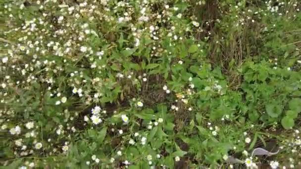 Small White Daisies Many White Daisies Chamomile Bush Many Small — Stock video