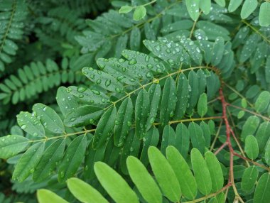 drops on leaves after rain. green leaves and drops. close-up water drop on lush green foliage after rainning. dark-green plant leaves with many water drops after rain.