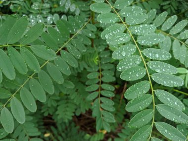 drops on leaves after rain. green leaves and drops. close-up water drop on lush green foliage after rainning. dark-green plant leaves with many water drops after rain.