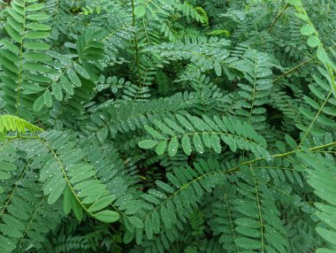 drops on leaves after rain. green leaves and drops. close-up water drop on lush green foliage after rainning. dark-green plant leaves with many water drops after rain.