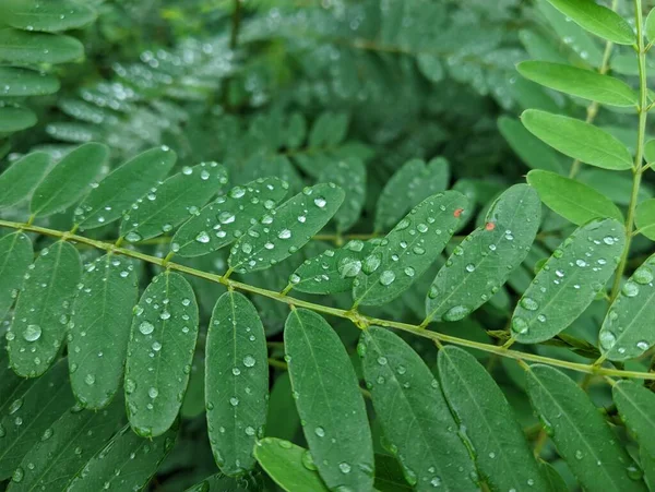 Drops Leaves Rain Green Leaves Drops Close Water Drop Lush — Fotografia de Stock