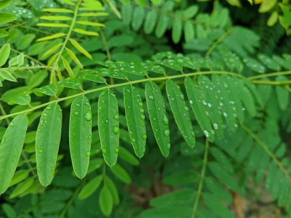 Drops Leaves Rain Green Leaves Drops Close Water Drop Lush — Stockfoto