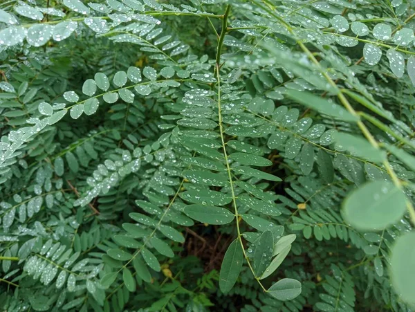 Drops Leaves Rain Green Leaves Drops Close Water Drop Lush — Fotografia de Stock