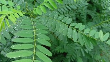 drops on leaves after rain. green leaves and drops. close-up water drop on lush green foliage after rainning. dark-green plant leaves with many water drops after rain.