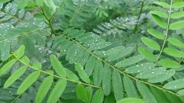 drops on leaves after rain. green leaves and drops. close-up water drop on lush green foliage after rainning. dark-green plant leaves with many water drops after rain.
