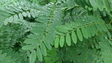 drops on leaves after rain. green leaves and drops. close-up water drop on lush green foliage after rainning. dark-green plant leaves with many water drops after rain.