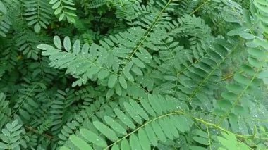 drops on leaves after rain. green leaves and drops. close-up water drop on lush green foliage after rainning. dark-green plant leaves with many water drops after rain.