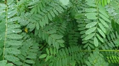 drops on leaves after rain. green leaves and drops. close-up water drop on lush green foliage after rainning. dark-green plant leaves with many water drops after rain.