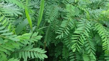 drops on leaves after rain. green leaves and drops. close-up water drop on lush green foliage after rainning. dark-green plant leaves with many water drops after rain.