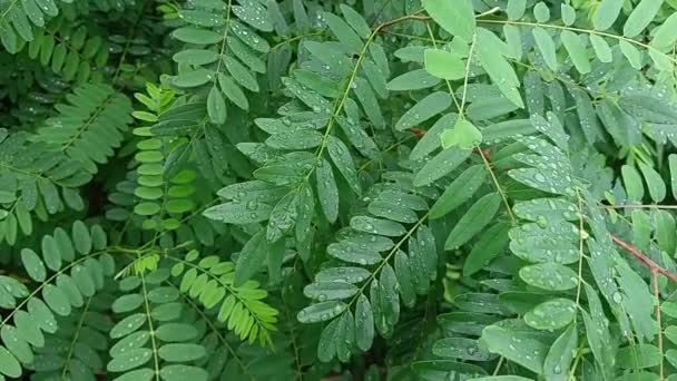 Drops Leaves Rain Green Leaves Drops Close Water Drop Lush — Video Stock