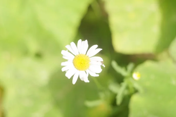 Beautiful White Chamomile Summer Flower White Flower Lonely Flower Beautiful — Fotografia de Stock