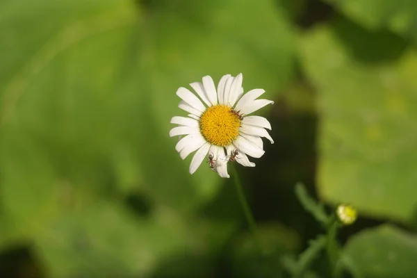 Beautiful White Chamomile Summer Flower White Flower Lonely Flower Beautiful — Photo