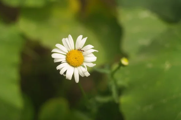 Beautiful White Chamomile Summer Flower White Flower Lonely Flower Beautiful — Stock Photo, Image