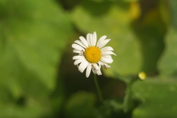 Beautiful White Chamomile Summer Flower White Flower Lonely Flower Beautiful —  Fotos de Stock