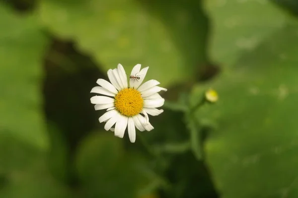 Beautiful White Chamomile Summer Flower White Flower Lonely Flower Beautiful — ストック写真