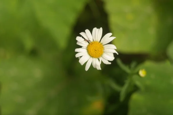 Beautiful White Chamomile Summer Flower White Flower Lonely Flower Beautiful — Foto Stock
