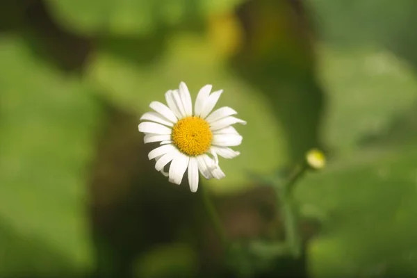 beautiful white chamomile. summer flower. White flower. lonely flower. beautiful white petals.