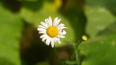beautiful white chamomile. summer flower. White flower. lonely flower. beautiful white petals.