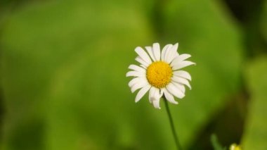 beautiful white chamomile. summer flower. White flower. lonely flower. beautiful white petals.