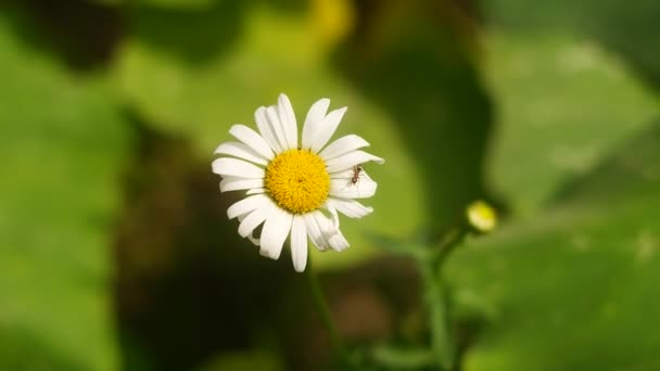 Прекрасная Белая Ромашка Летний Цветок Белый Цветок Одинокий Цветок Красивые — стоковое видео
