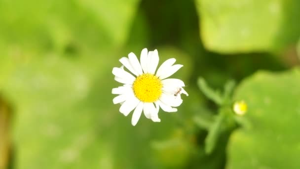 Όμορφο Λευκό Χαμομήλι Καλοκαιρινό Λουλούδι Λευκό Λουλούδι Μοναχικό Λουλούδι Όμορφα — Αρχείο Βίντεο