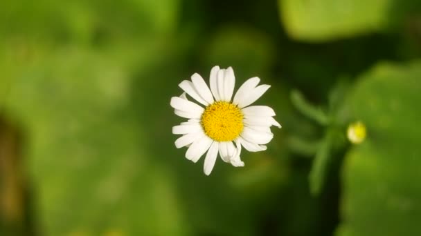 Beautiful White Chamomile Summer Flower White Flower Lonely Flower Beautiful — Stockvideo