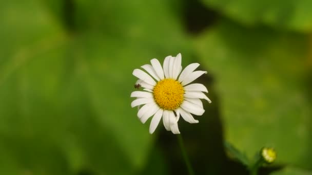 Όμορφο Λευκό Χαμομήλι Καλοκαιρινό Λουλούδι Λευκό Λουλούδι Μοναχικό Λουλούδι Όμορφα — Αρχείο Βίντεο