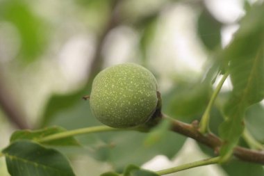 green walnut on the tree. soft focus. nut. Walnut.