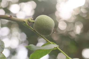 green walnut on the tree. soft focus. nut. Walnut.