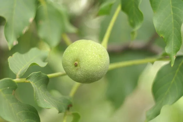 green walnut on the tree. soft focus. nut. Walnut.