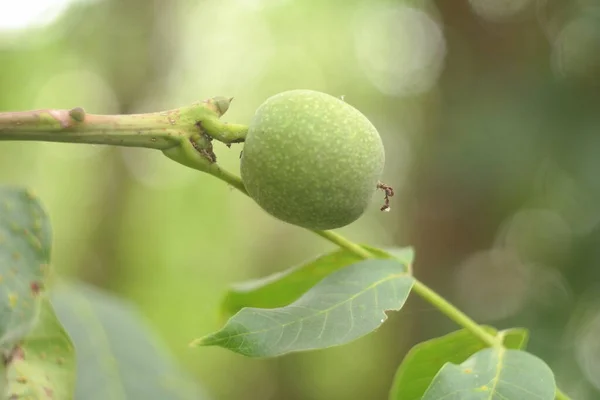 green walnut on the tree. soft focus. nut. Walnut.