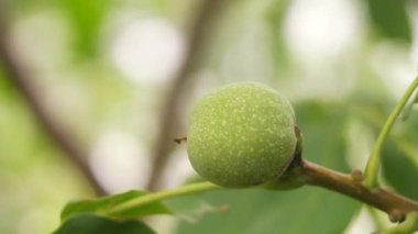green walnut on the tree. soft focus. nut. Walnut.