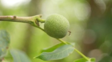 green walnut on the tree. soft focus. nut. Walnut.