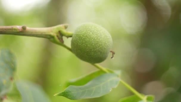 Green Walnut Tree Soft Focus Nut Walnut — Stock Video