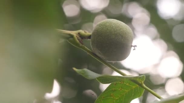 Зеленый Орех Дереве Мягкий Фокус Орех Орех — стоковое видео