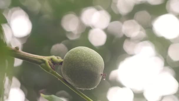 Green Walnut Tree Soft Focus Nut Walnut — Vídeo de Stock
