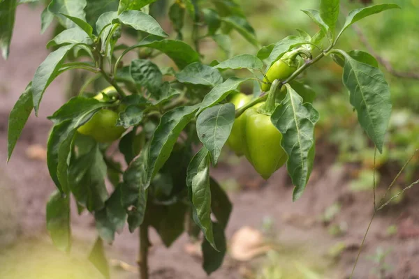 Sweet Pepper Bush Peppers Garden Bell Pepper Green Pepper Fruit — Stok fotoğraf