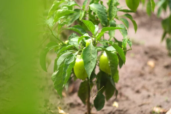 Sweet Pepper Bush Peppers Garden Bell Pepper Green Pepper Fruit — Stock fotografie