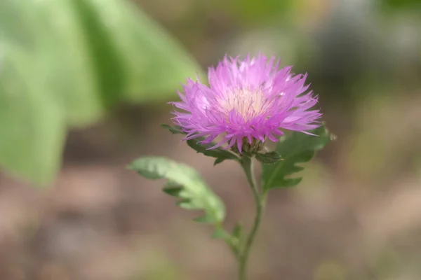 Beautiful Purple Flower Blue Flower White Center Cirsium Detailed Close — Stock fotografie