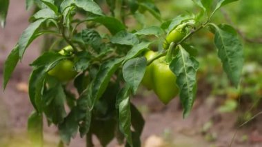 sweet pepper on a bush. peppers in the garden. bell pepper. Green pepper fruit on a Bush in a greenhouse