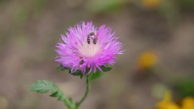 beautiful purple flower. blue flower with a white center. Cirsium. detailed close-up of a pappus of feathery hair seedheads on a Spear Thistle (Cirsium vulgare). summer bright purple flower
