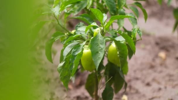 Sweet Pepper Bush Peppers Garden Bell Pepper Green Pepper Fruit — Stock video