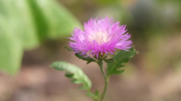 Beautiful Purple Flower Blue Flower White Center Cirsium Detailed Close — Vídeo de stock