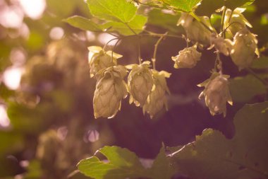 Hop field landscape in sunny day. Hop trees On blue sky background, Green ripe hop cones on the plantation on black background in backlit.ripe hop cones on plantation against bright summer sunlight.