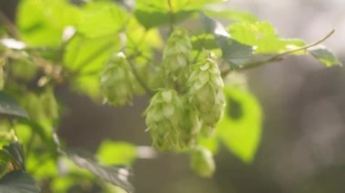Hop field landscape in sunny day. Hop trees On blue sky background, Green ripe hop cones on the plantation on black background in backlit.ripe hop cones on plantation against bright summer sunlight.