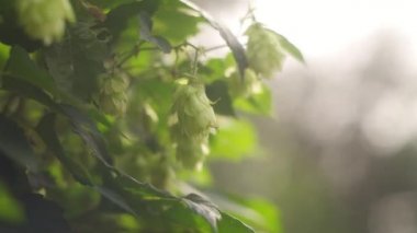 Hop field landscape in sunny day. Hop trees On blue sky background, Green ripe hop cones on the plantation on black background in backlit.ripe hop cones on plantation against bright summer sunlight.