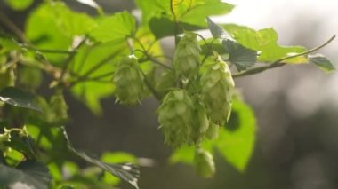 Hop field landscape in sunny day. Hop trees On blue sky background, Green ripe hop cones on the plantation on black background in backlit.ripe hop cones on plantation against bright summer sunlight.