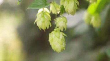 Hop field landscape in sunny day. Hop trees On blue sky background, Green ripe hop cones on the plantation on black background in backlit.ripe hop cones on plantation against bright summer sunlight.