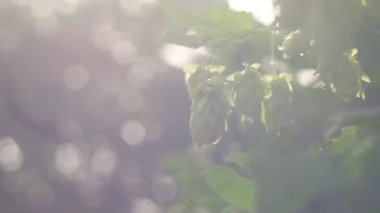 Hop field landscape in sunny day. Hop trees On blue sky background, Green ripe hop cones on the plantation on black background in backlit.ripe hop cones on plantation against bright summer sunlight.